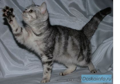 Британская плюшевая кошечка, мраморная черепаховая. 