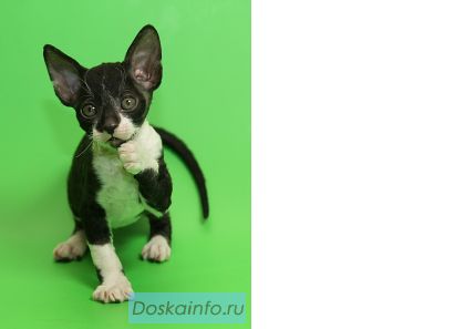 Корниш-рекс элитные котята