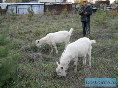 Продаются на племя породистые Зааненские Козлики 7 и 8 мес.