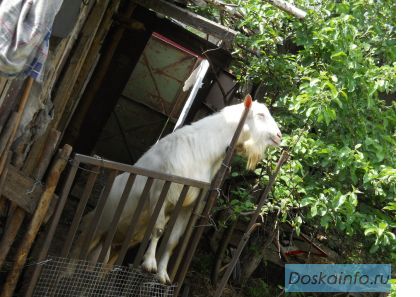 Продаются племенной Зааненский козел - 3,5года.