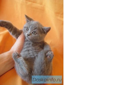 Питомник Ольги Барсуковой. Британские котята голубые и лиловые