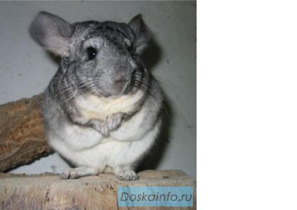 Продаются шиншиллы