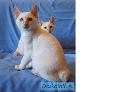 Котята Меконгского бобтейла