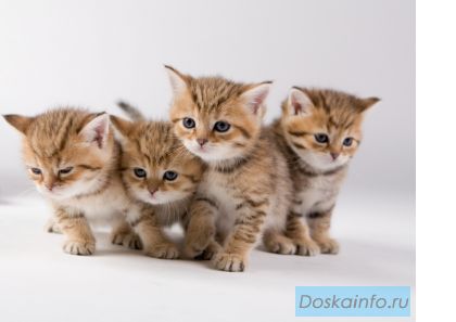 Золотые британские котята