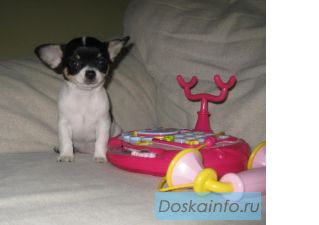 Продажа щенка