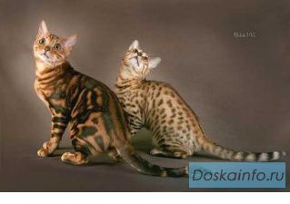Чистокровные бенгальские котята. 