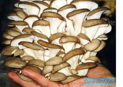 Грибы вешенки и блоки для их выращивания
