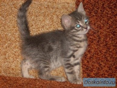 Британский котёнок 