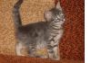 Британский котёнок 