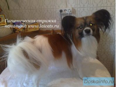 Стрижка йорков, мальтезе, спаниелей, вестов, цвергов, пуделей и др