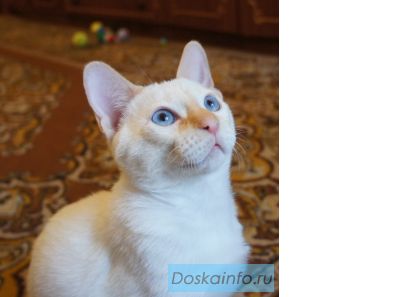 Котёнок Меконгского бобтейла