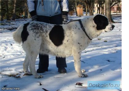 Щенки среднеазиатской овчарки(Алабай)