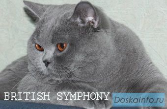 Голубые британские котята.