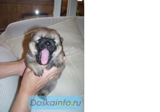 Продаю щенков сибы от чемпионов