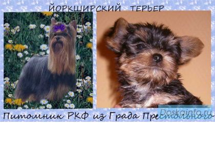 Йоркширский терьер щенки.
