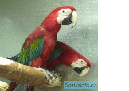 Продается Ара зеленокрылый