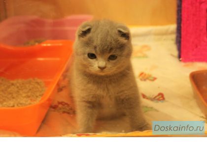 Шотландские плюшевые котята