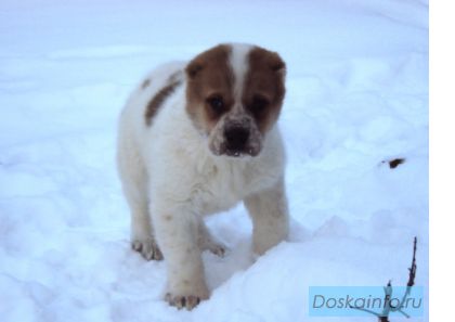 Алабай