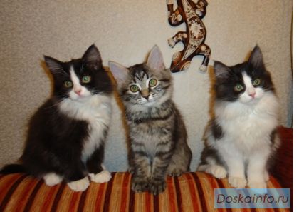 Сибирские котята от лучших производителей клуба.