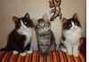 Сибирские котята от лучших производителей клуба.