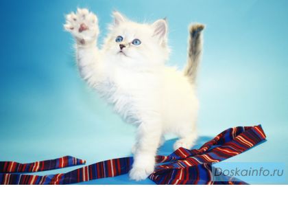 Невские маскарадные котята из питомника Avotart