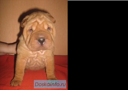 Очаровательные шарпейчики
