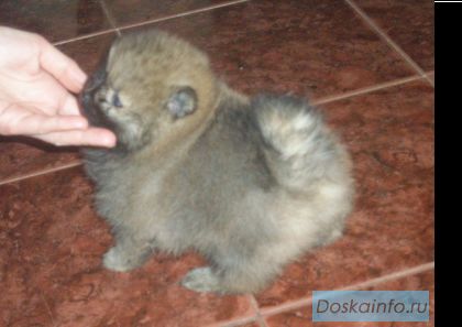 Немецкий шпиц щенки