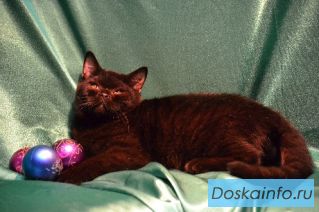 Котята на продажу  и вязки