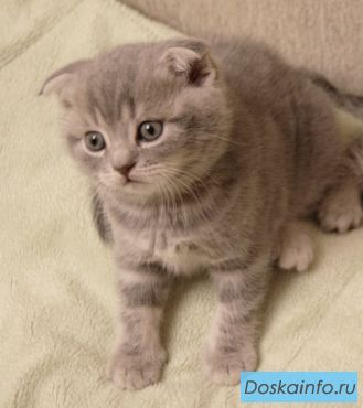 Плюшевый вислоухий шотландский мальчик =)