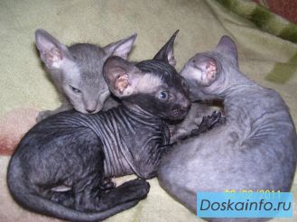 Донские сфинксы