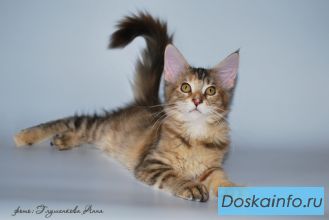 Продаются котята мейн-кун из питомника!