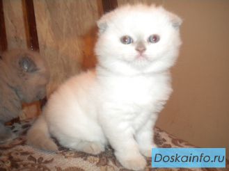 Очаровательные котята породы Скоттиш-фолд и Скоттиш-страйт