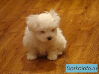 Продаются щенки мальтийской болонки. Недорого !