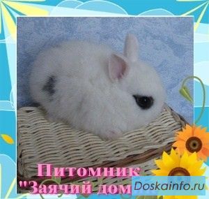 Карликовые крольчата из питомника, разных пород и окрасов