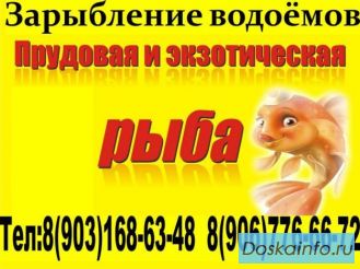 Прудовая рыба