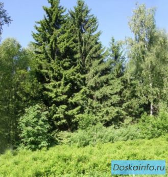 Лесной участок в СНТ 37 км по Можайскому ш.