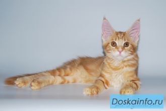 Продаются котята мейн-кун из питомника!