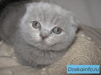 Продам котят шотландские голубые вислоухие