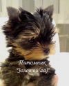 Йоркширский терьер Мини и Стандарт. Щенки Йоркширского терьера