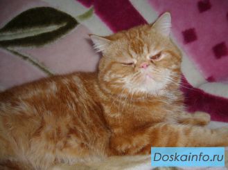  котята в Балаково
