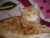  котята в Балаково