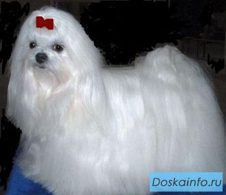 Щенки Мальтезе