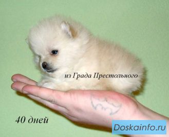Померанский мини шпиц