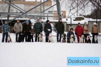 Дрессировка собак