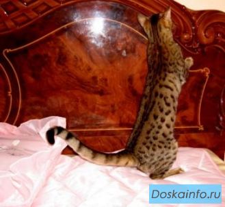 Бенгальские кошечки шоу класса