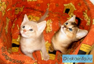Абиссинские котята шоу класса