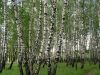Уменьшенная картинка