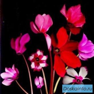 Семена цикламенов