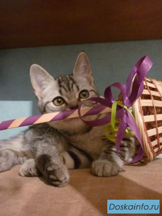 Шотландский котенок