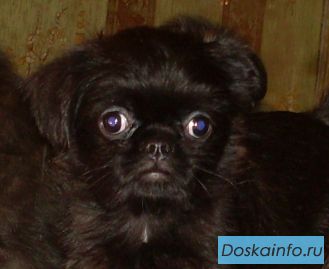Щенки гриффона